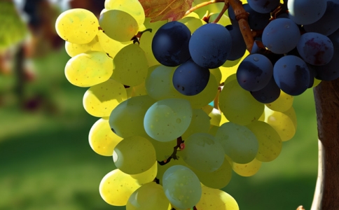 重慶第6個(gè)綜合保稅區(qū)來了首批12家企業(yè)擬入駐